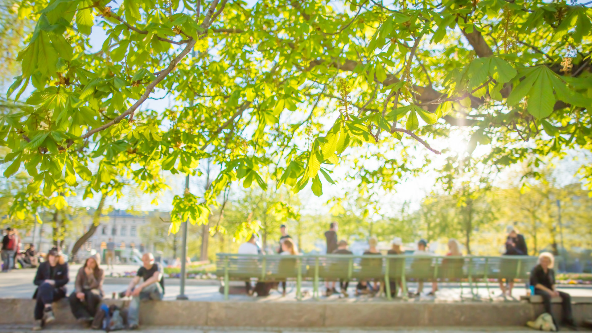 Trees and people in a park