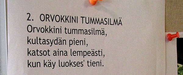 Terassin orvokit innostuvat yhtenä päivänä miettimään tutun orvokkilaulun sanoja. Internetistä haettiin vähän apua ja sanat laitettiin ilmoitustaululle odottamaan seuraavaa lauluhetkeä.​