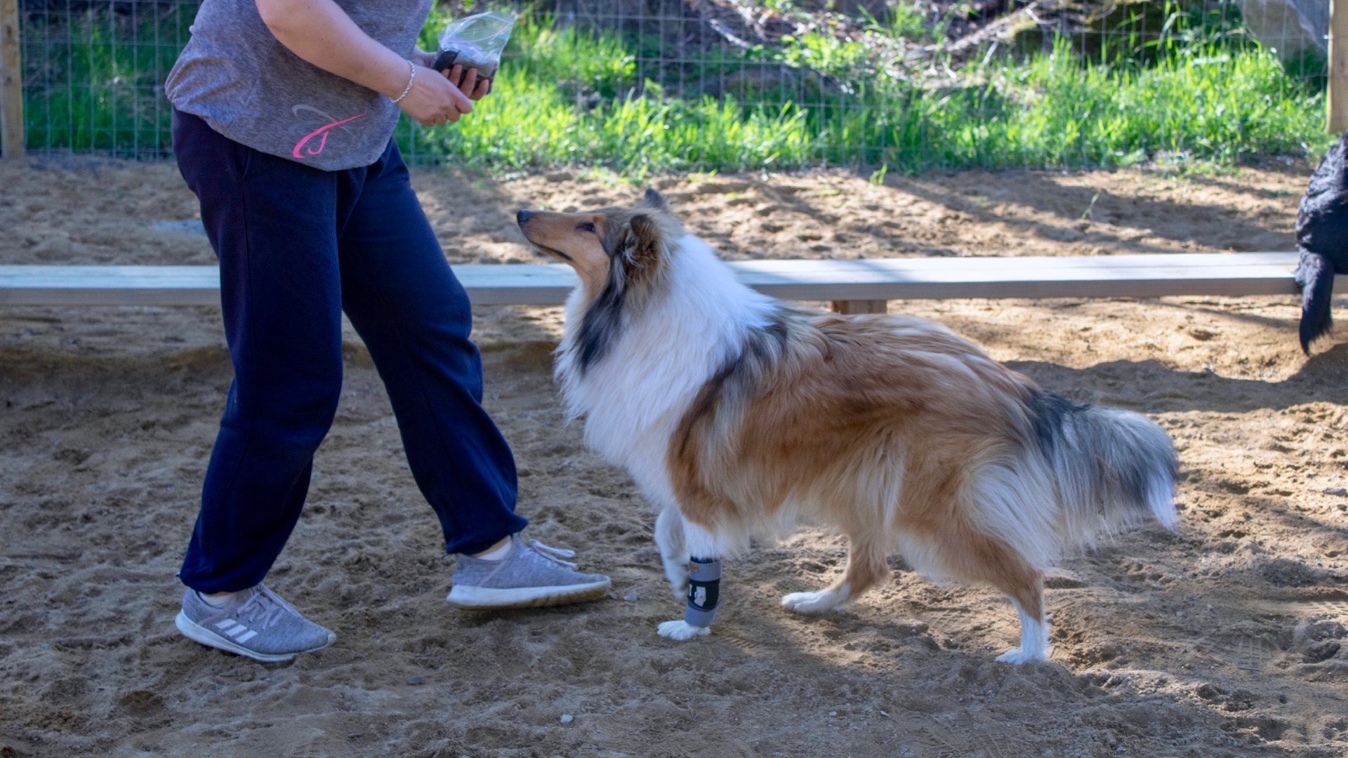 Vesilahti dog park Hunsvottila